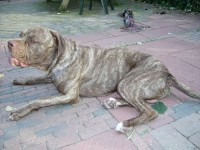 /album/fotogallerij/imgp0046-jpg/